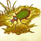 Because of its rarity in the British Isles, Donovan in: The Natural History of British Insects, vol. XIV, 1810: plate 477, has drawn in place of Calosoma sycophanta the american species Calosoma (Calodrepa) scrutator
